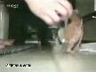 Kedi Köpek Savaşı