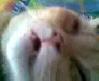 Horlayan Kedi