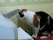kedi ve yaz�c�