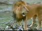 Avcı Aslan