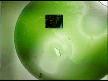 Kadere Teslimiyetin Getirdiği Konfor