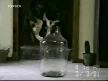 BECERİKLİ KEDİ:-)