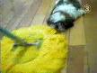 Paspascı Köpek