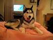 Konuşan Köpek