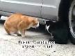 ��lg�n Kedi Racon Keserken