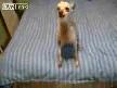Çirkin Köpek