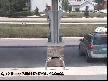el freni çekilmezse ne olur dersiniz?