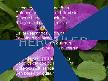 hercailer