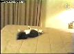kedi