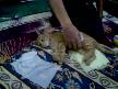 MEMONUN KEDİSİ2