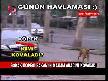 Sokak K�pe�i Milli E�itim Bakan�'n� Kovalad�.