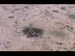 living darfur  (official music video)