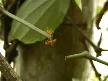 kar�ncalardan ilgin� g�r�nt�ler thumbnail