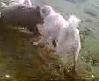 kangal d�v��leri +18