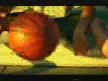 12 dew adam thumbnail