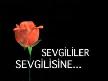 GELSEYDİN