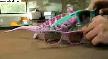 BUKALEMUN