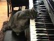 Kedi Resitali