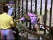 vahs� ay� kad�n� az daha parcalayacakt�
