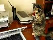 Tırsak Kedi