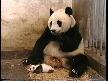 PANDA YAVRUSU NASIL HAPŞIRIYOR??