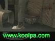 kadın erkek banyo farkı