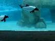 Su park�.�ansl� �ocuk.