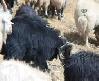 Ke�iler kavga etti, ko� ay�rd�