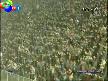 Kocaeli Maçı Sonrası Kolbastı shov