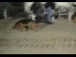 köpek dediğin